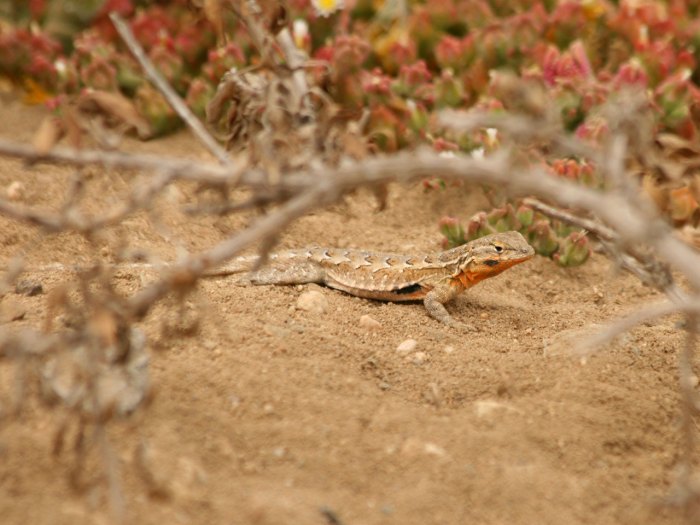 Small Lizard Free Stock Photo - Public Domain Pictures Small Business Insurance Packages