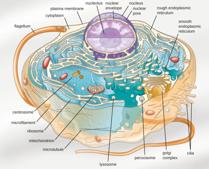 Gambar : kaca, baja, keamanan, kacamata, organ, perangkat, the short ... Short-Term Health Insurance