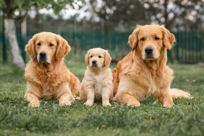 Pet Urinalysis In Gig Harbor, WA 98355 | PetZen Animal Wellness